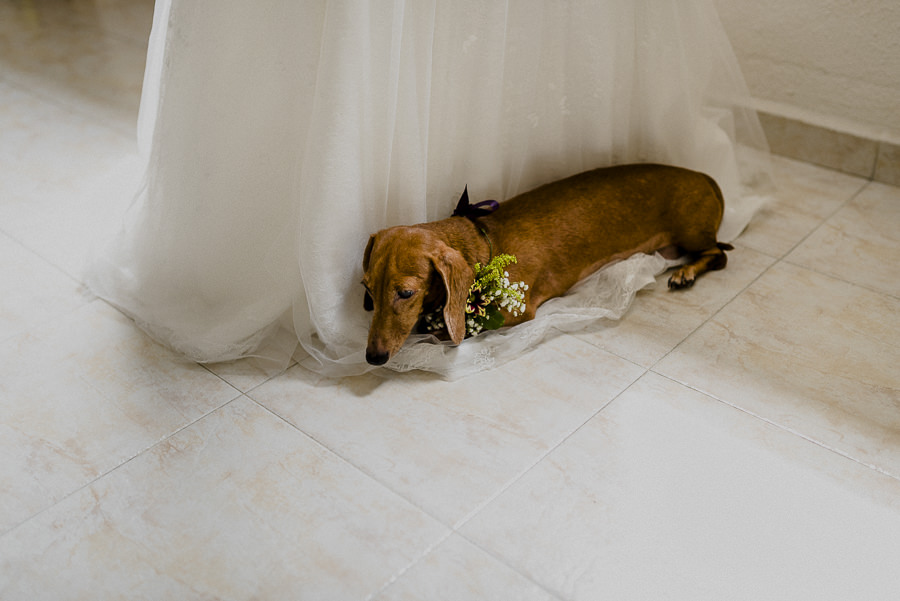 Dog and Bride. Singapore Wedding Photography